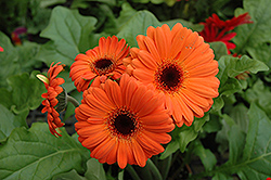 Orange Gerbera Daisy (Gerbera 'Orange') at Lakeshore Garden Centres