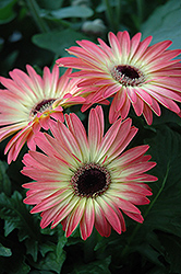 Pink and Yellow Gerbera Daisy (Gerbera 'Pink and Yellow') at Stonegate Gardens