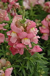 Snapshot Pink Snapdragon (Antirrhinum majus 'PAS409640') at Stonegate Gardens