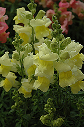 Snapshot Yellow Snapdragon (Antirrhinum majus 'PAS409666') at Lakeshore Garden Centres