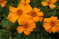 Disco Orange Marigold (Tagetes patula 'Disco Orange') at Stonegate Gardens