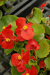 Prelude Scarlet Begonia (Begonia 'Prelude Scarlet') at Stonegate Gardens