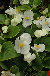 Prelude White Begonia (Begonia 'Prelude White') at Stonegate Gardens