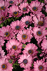 Astra Pink African Daisy (Osteospermum 'Astra Pink') at Stonegate Gardens