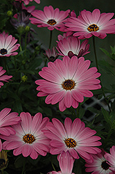Summertime Pink Charme African Daisy (Osteospermum 'Summertime Pink Charme') at Stonegate Gardens