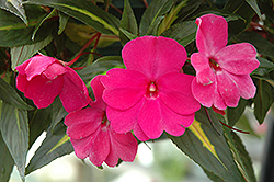 Painted Paradise Lilac New Guinea Impatiens (Impatiens hawkeri 'Painted Paradise Lilac') at Stonegate Gardens