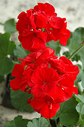 Maestro Bright Red Geranium (Pelargonium 'Maestro Bright Red') at Stonegate Gardens