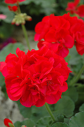 Maestro Rich Red Geranium (Pelargonium 'Maestro Rich Red') at Stonegate Gardens