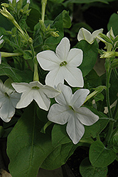 Saratoga White Flowering Tobacco (Nicotiana 'Saratoga White') at Stonegate Gardens