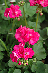 Patriot Rose Pink Geranium (Pelargonium 'Patriot Rose Pink') at Stonegate Gardens