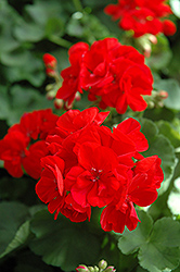 Patriot Bright Red Geranium (Pelargonium 'Patriot Bright Red') at Stonegate Gardens