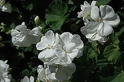 Maestro White Geranium (Pelargonium 'Maestro White') at Stonegate Gardens