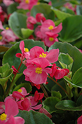 Prelude Rose Begonia (Begonia 'Prelude Rose') at Stonegate Gardens