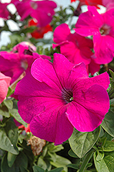 Dreams Burgundy Petunia (Petunia 'Dreams Burgundy') at Stonegate Gardens