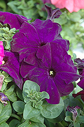 Dreams Midnight Petunia (Petunia 'Dreams Midnight') at Stonegate Gardens