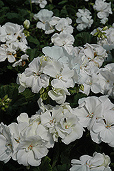 Tango White Geranium (Pelargonium 'Tango White') at Stonegate Gardens