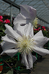 Louise Rowe Clematis (Clematis 'Louise Rowe') at Stonegate Gardens