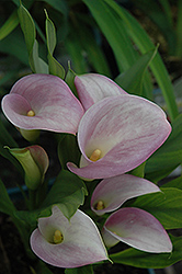 Rubylite Pink Ice Calla Lily (Zantedeschia 'Rubylite Pink Ice') at Stonegate Gardens