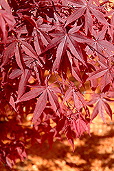 Yubae Japanese Maple (Acer palmatum 'Yubae') at Lakeshore Garden Centres