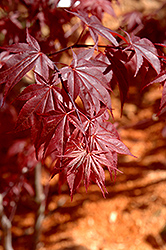 Glowing Embers Japanese Maple (Acer palmatum 'Glowing Embers') at Stonegate Gardens