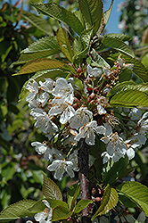 Sam Cherry (Prunus avium 'Sam') at Stonegate Gardens
