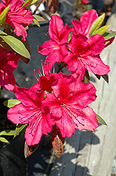 Georg Arends Azalea (Rhododendron 'Georg Arends') at Stonegate Gardens