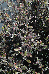 Corokia Cotoneaster (Corokia cotoneaster) at Stonegate Gardens
