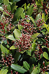Male Japanese Skimmia (Skimmia japonica 'Male') at Stonegate Gardens