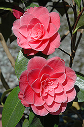 Betty Ridley Camellia (Camellia x williamsii 'Betty Ridley') at Stonegate Gardens