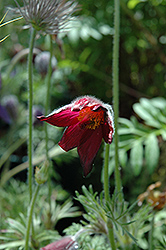 Heiler Hybrids Pasqueflower (Pulsatilla vulgaris 'Heiler Hybrids') at Lakeshore Garden Centres