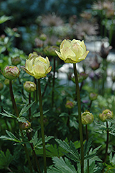 Alabaster Globeflower (Trollius x cultorum 'Alabaster') at Stonegate Gardens