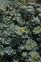 Broadleaf Stonecrop (Sedum spathulifolium) at A Very Successful Garden Center