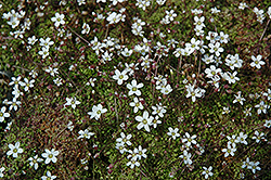 Corsican Sandwort (Arenaria balearica) at A Very Successful Garden Center