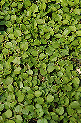Fragrant Carpet (Pratia angulata) at Stonegate Gardens