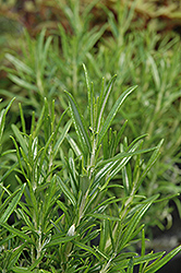 Barbeque Sky Rosemary (Rosmarinus officinalis 'Barbeque Sky') at Stonegate Gardens