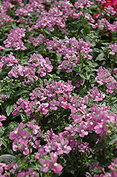 Compact Pink Innocence Nemesia (Nemesia 'Compact Pink Innocence') at Stonegate Gardens