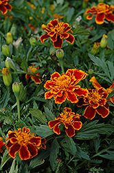 Durango Flame Marigold (Tagetes patula 'Durango Flame') at Stonegate Gardens