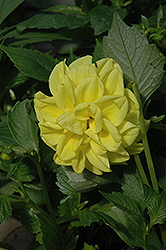 Figaro Yellow Dahlia (Dahlia 'Figaro Yellow') at Stonegate Gardens