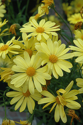 Voltage Yellow African Daisy (Osteospermum 'Voltage Yellow') at Lakeshore Garden Centres