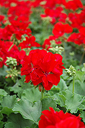 Designer Dark Red Geranium (Pelargonium 'Designer Dark Red') at Stonegate Gardens