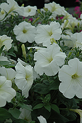 Glow Sunny White Petunia (Petunia 'Glow Sunny White') at Stonegate Gardens
