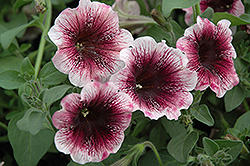 Sweetunia Mystery Petunia (Petunia 'Sweetunia Mystery') at Stonegate Gardens