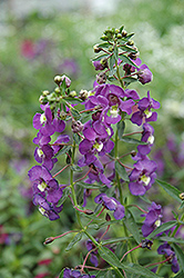 Blue Angelonia (Angelonia angustifolia 'Blue') at Stonegate Gardens