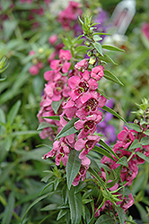 Pink Angelonia (Angelonia angustifolia 'Pink') at Stonegate Gardens