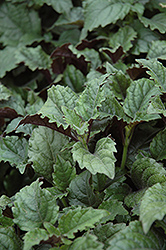 Mona Lavender Swedish Ivy (Plectranthus 'Mona Lavender') at Lakeshore Garden Centres