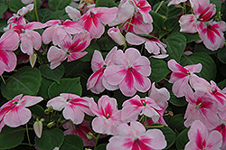 Patchwork Pink Shades Impatiens (Impatiens 'Balpapinade') at Stonegate Gardens