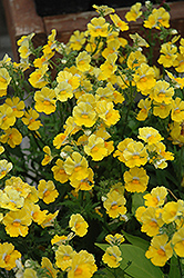 Sunsatia Lemon Nemesia (Nemesia 'Sunsatia Lemon') at Lakeshore Garden Centres