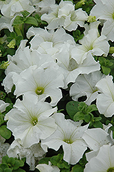 Dreams White Petunia (Petunia 'Dreams White') at Stonegate Gardens