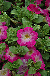 Primetime Rose Morn Petunia (Petunia 'Primetime Rose Morn') at Stonegate Gardens