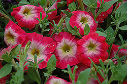Primetime Red Morn Petunia (Petunia 'Primetime Red Morn') at A Very Successful Garden Center